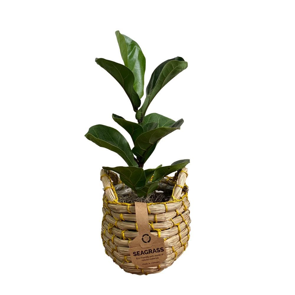5 in. Fiddle Leaf Fig Mini (Ficus Lyrata Bambino) Plant with Natural Seagra