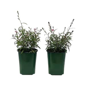 2.5 Qt. Gaura Bantam Iris Pink in 6.33 in. Grower's Pot (2-Plants)