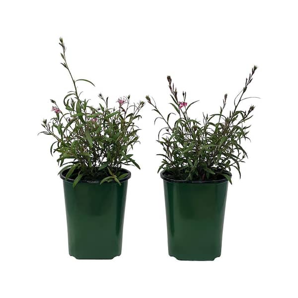 Pure Beauty Farms 2.5 Qt. Gaura Bantam Iris Pink in 6.33 in. Grower's Pot (2-Plants)