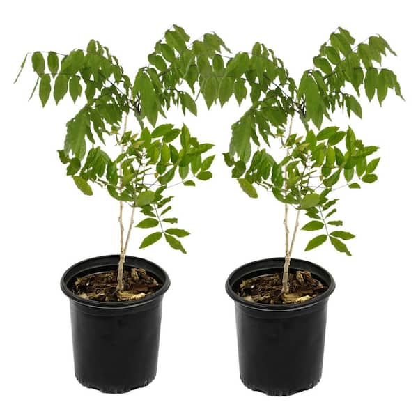 1 gal. Wisteria Amethyst Falls Plant with Purple Flowers (2-Pack)