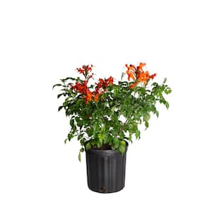 Outdoor Plant Tecomaria Honeysuckle Bush in 9.25 in. Grower Pot, Avg. Shipping Height 2-3 ft. Tall