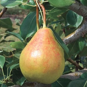 Moonglow Standard Pear Pyrus Live Fruiting Bareroot Tree (1-Pack)