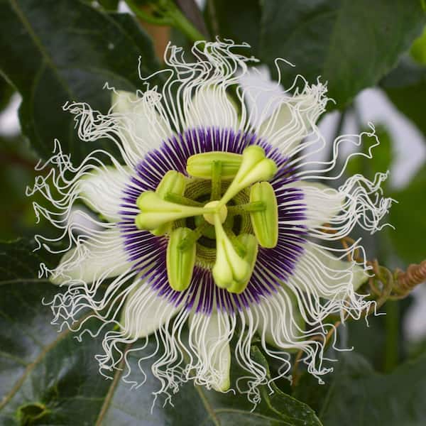 1 gal. Passiflora Poppin Passion Annual Plant Vine with White-Lavender Flowers