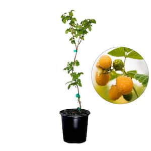 #2 Container Fall Gold Yellow Raspberry Vines Plant (2-Pack)
