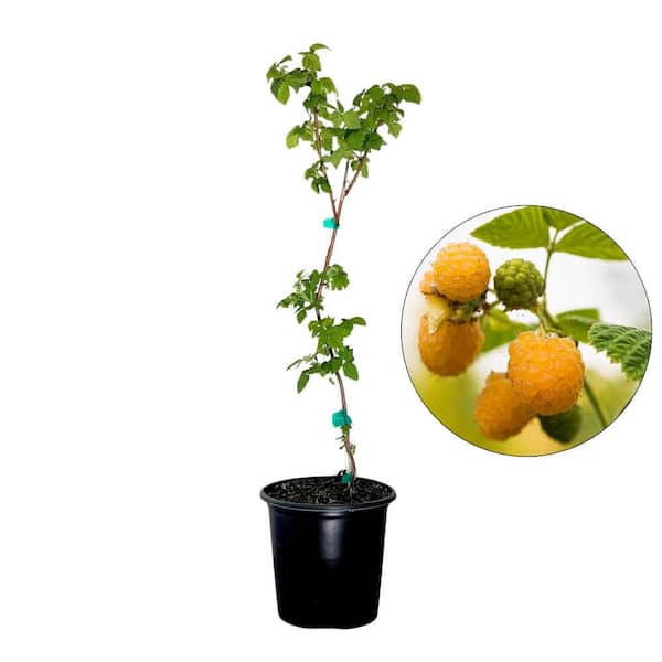 Alder & Oak #2 Container Fall Gold Yellow Raspberry Vines Plant (2-Pack)