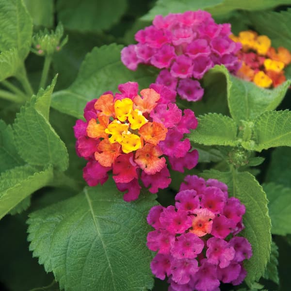 4 in. Purple and Yellow Mounding Lantana Plant 91210 - The Home Depot