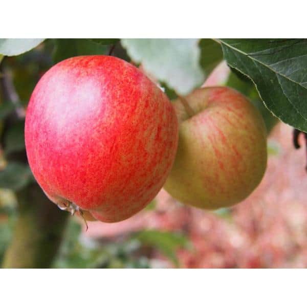 Fuji Apple Low Chill Fruit Tree APPFUG05G - The Home Depot