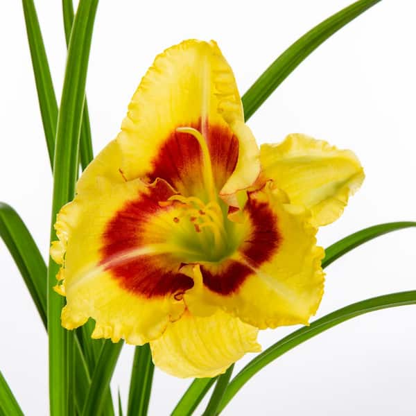 Vigoro 2 QT Hemerocallis Daylily 'Monterrey Jack' Yellow Perennial