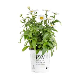 2.5 QT. Shasta Daisy Leucanthemum Daisy May Live Plant with White Flowers