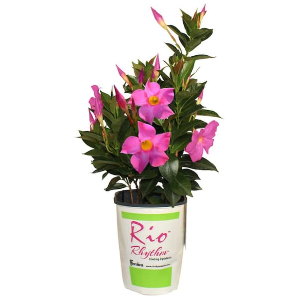 2 Qt. Dipladenia Rhythm Flowering Annual Shrub with Pink Blooms