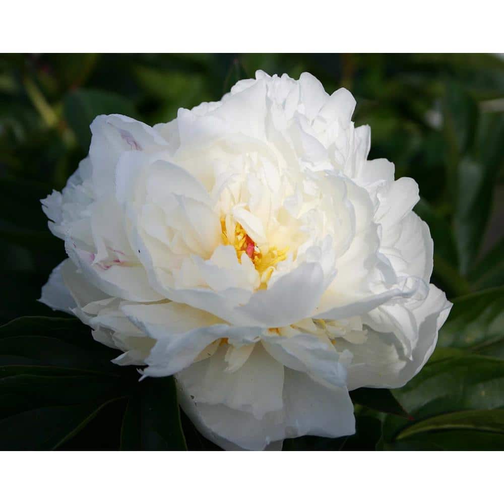 2.5 qt. Peony Gardenia Perennial Plant with White Flowers-(1-Pack)