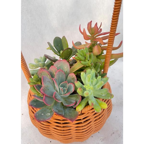 11 in. Small Wicker Soilless Succulent Plant Flower Basket