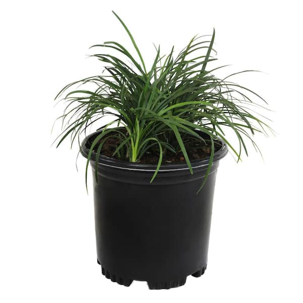 ALTMAN PLANTS 1 Gal. Mondo Grass (Ophiopogon) Outdoor Ornamental Grass in Grower Pot