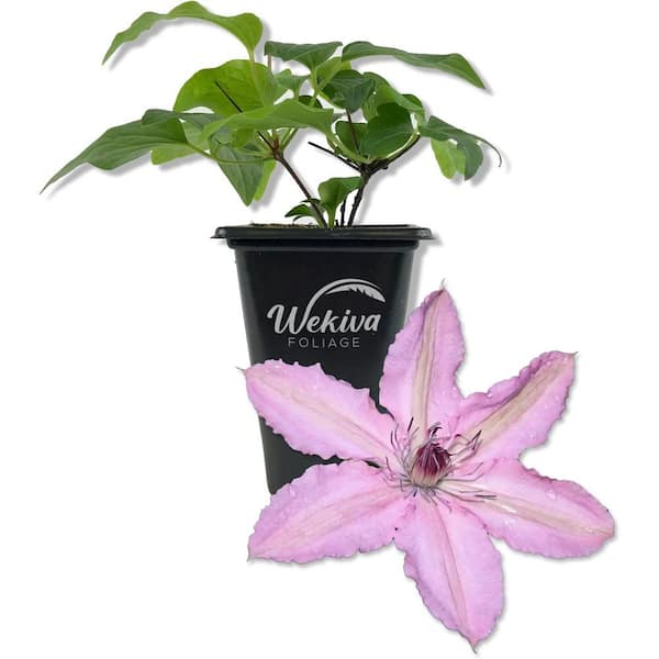 Wekiva Foliage Clematis Hagley Hybrid-Live Starter Plant in a 2 Inch Pot-Starter Plant-Beautiful White and Purple Flowering Vine