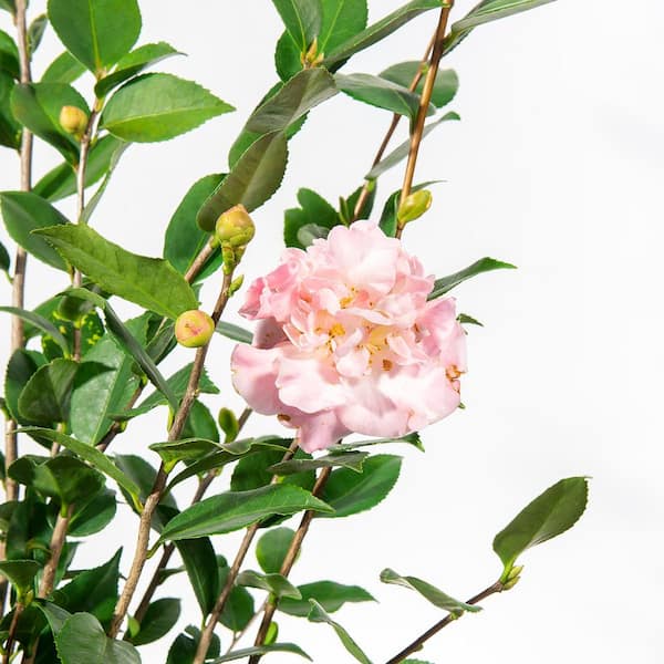 3 Gal. High Fragrance Camellia Shrub With Baby Pink Flowers, Sweet Scented Blooms