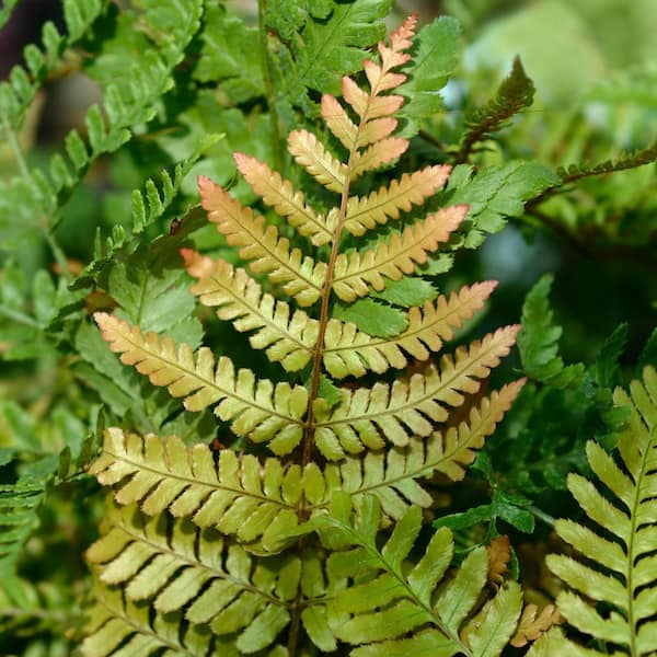 2.5 in. Autumn Fern Perennial Plant (3-Pack)