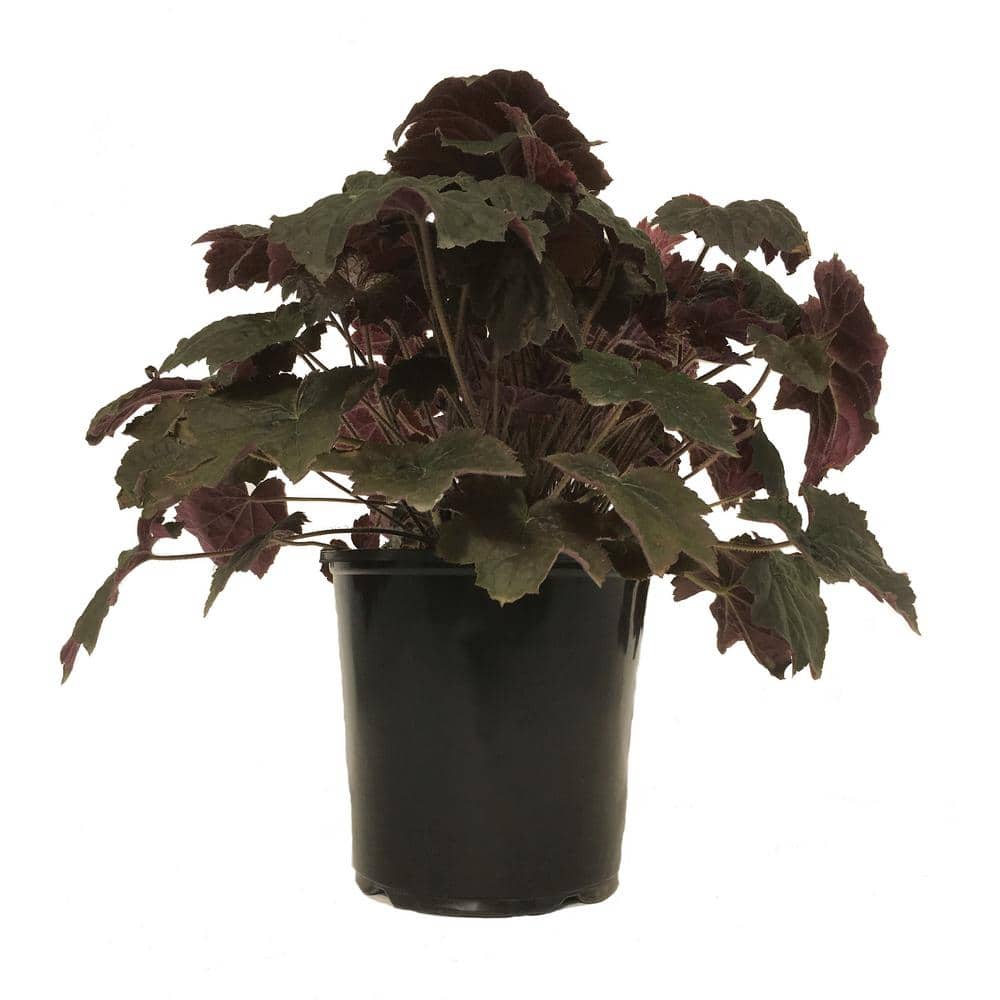 Coral Bell (Heuchera) Palace Purple (Live Plant)