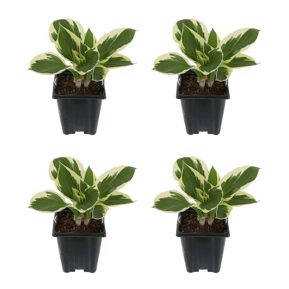 1.0 qt. Perennial Hosta Patriot (4-Pack)