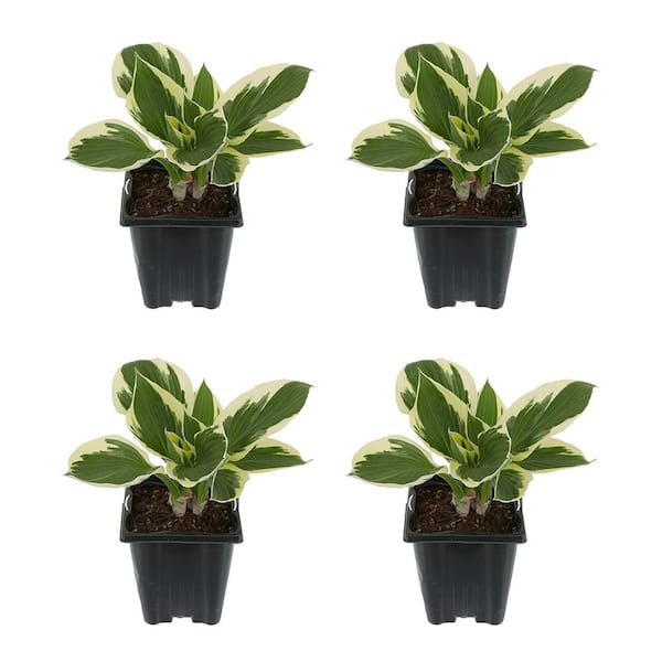 Unbranded 1.0 qt. Perennial Hosta Patriot (4-Pack)
