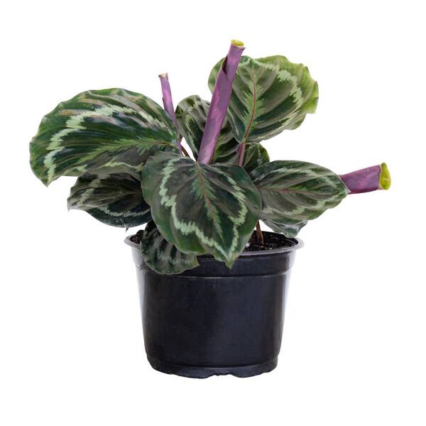 United Nursery 12 in. - 16 in. Tall Calathea Medallion Plant in 6 in ...