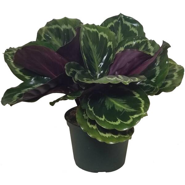Unbranded Medallion Calathea Plant in 6 in. Grower Pot