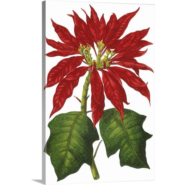 GreatBigCanvas Poinsettia Flowers by Pictures Now Canvas Wall Art