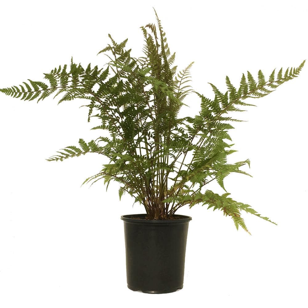Ghost Fern (Live Plant)