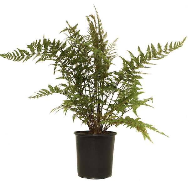 Unbranded Ghost Fern (Live Plant)