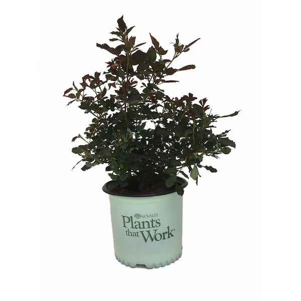Plants That Work G3 Rose Miracle on the Hudson with Red Flowers