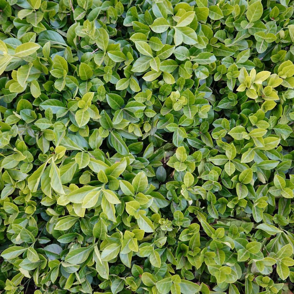 Asiatic Jasmine Plant with White Flowers and Glossy Green Leaves