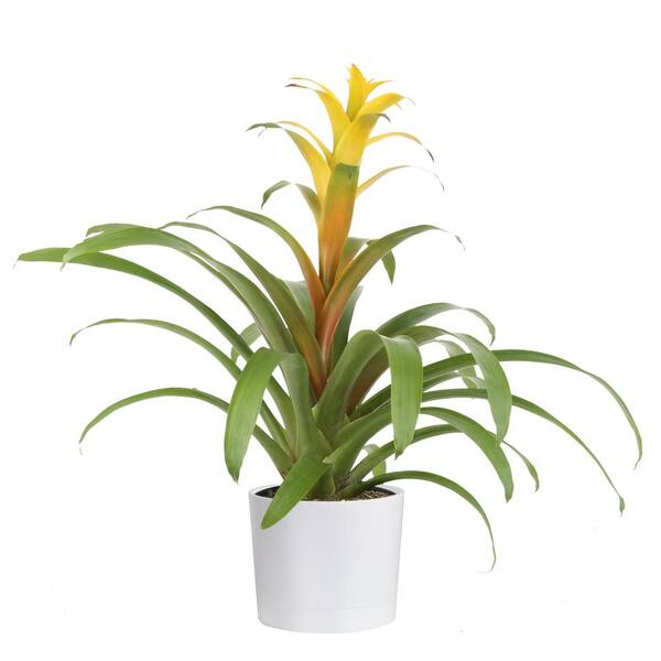 Costa Farms Bromeliad Plant Grower's Choice Colors in 6 in. Decor Pot