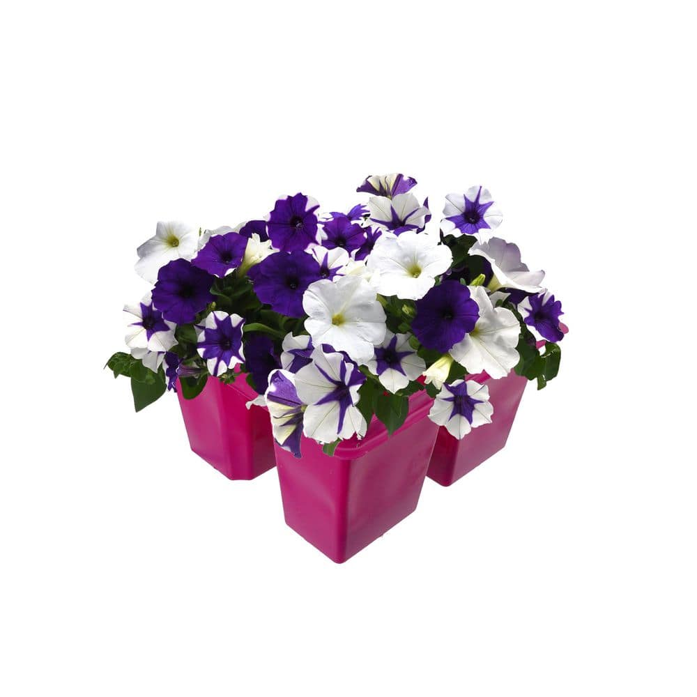 Unbranded. 4 PK Petunia 'Deja Vu' Annual Plant with Assorted