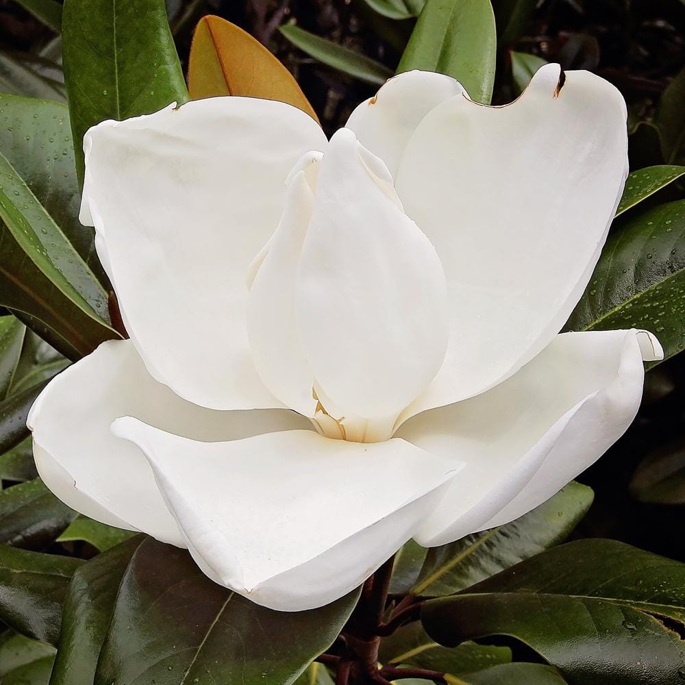 D.D. Blanchard Southern Magnolia Tree in Black Container