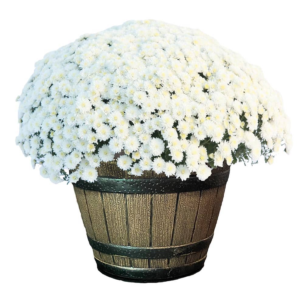 3 Qt. Chrysanthemum (Mum) Plant with White Flowers in Whiskey Barrel