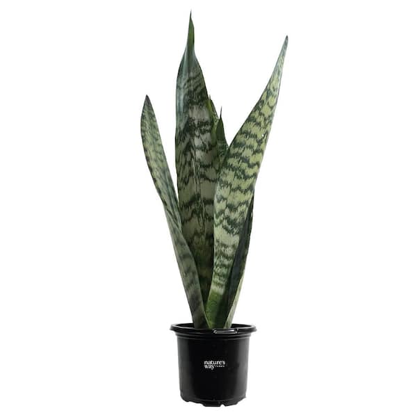 NATURE'S WAY FARMS Sansevieria Zeylanica Live Indoor Plant in Growers Pot Avg Shipping Height 10 in. Tall