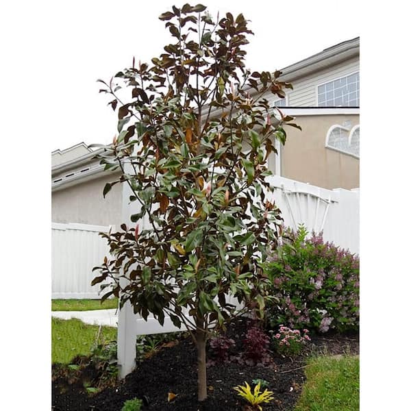 3 Gal. Bracken's Brown Beauty Southern Magnolia Tree