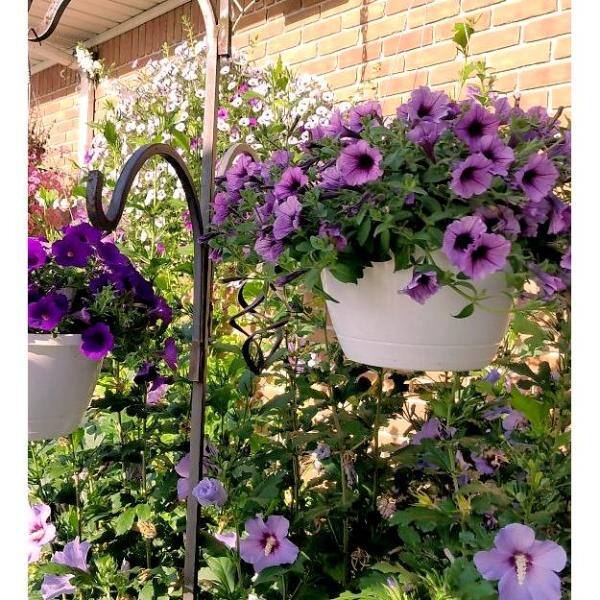 Proven Winners 10 In Supertunia Bordeaux Mono Hanging Basket Petunia Live Plant Purple Flowers Supprw1261002 The Home Depot