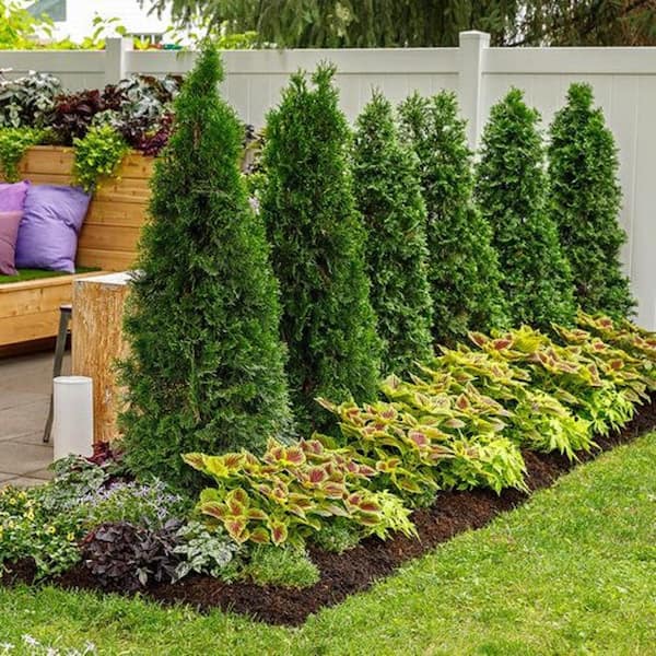 1 Gal. Thuja Green Giant Evergreen Holiday Shrub Plant in Deco Planter