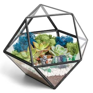 Black Geometric Glass Terrarium Kit with Live Succulent