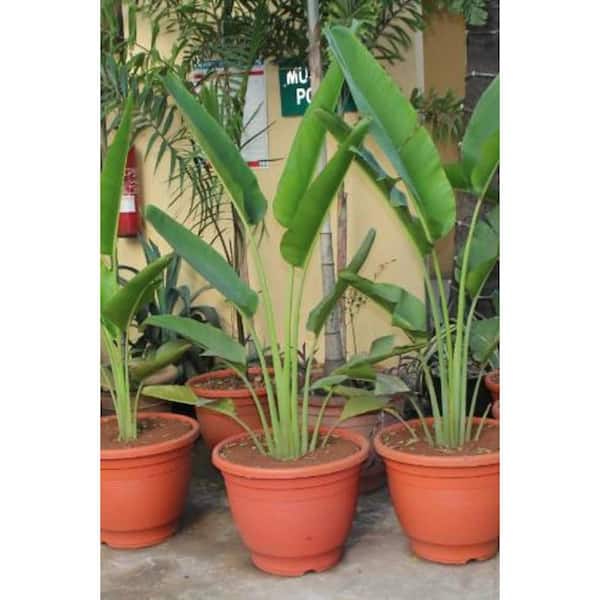 Wekiva Foliage Travelers Palm-Live Plant in a 4 in. Growers Pot-Ravenala Madagascariensis-Rare Ornamental Palms of Florida