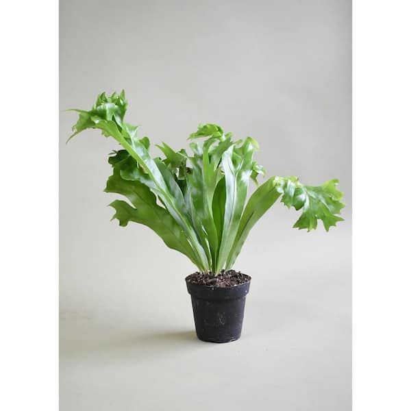 Wekiva Foliage Elkhorn Fern-Live Plant in a 4 in. Grower's Pot-Microsorum Punctatum-Home Office Or Garden Space