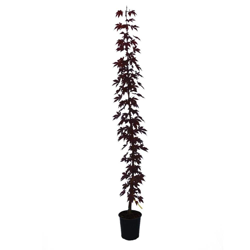 1 gal. Atropurpureum Deciduous Japanese Maple Tree MAPJAT01GH 1 gal. Atropurpureum Deciduous Japanese Maple Tree MAPJAT01GH
