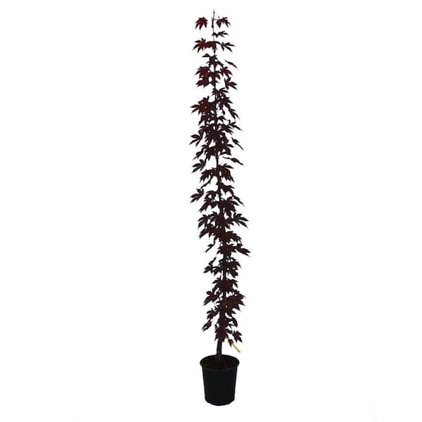 楓樹 1 gal. Atropurpureum Deciduous Japanese Maple Tree MAPJAT01GH