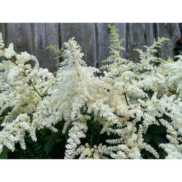 1 gal. Bridal Veil Astilbe Flowering Shrub (2-Pack) – Shade-Loving Plants with Feathery White Plumes