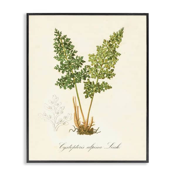 Stupell Industries Biological Plant Study by Tina Higgins Designs, Inc. Black Framed Nature Giclee Art Print 20 in. x 16 in.