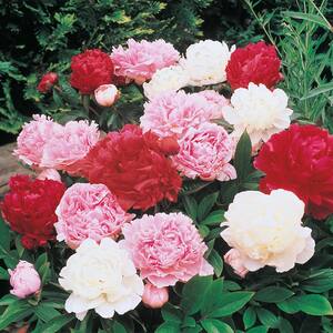 Multi-color Double Flowering Peony Dormant Bare Root Perennial Plant Roots (5-Pack)