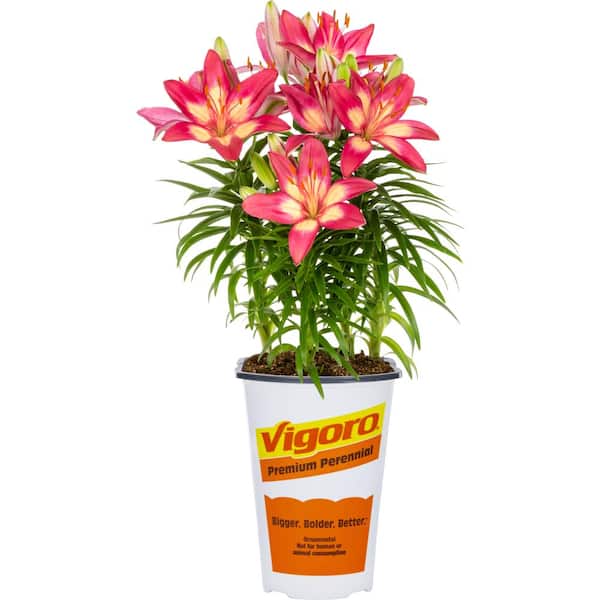 2 QT Lily 'Majestic Joy' Perennial Plant