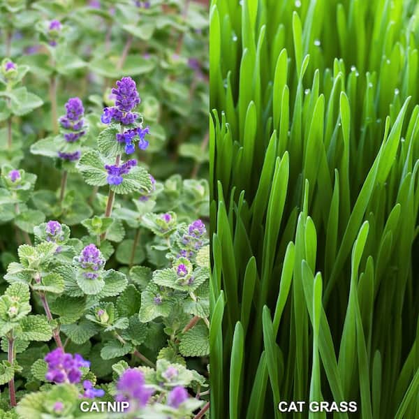 Dr.Production HERB GARDEN CD 2枚セット Various - Herb Garden 2(CD) - レゲエレコード ドットコム