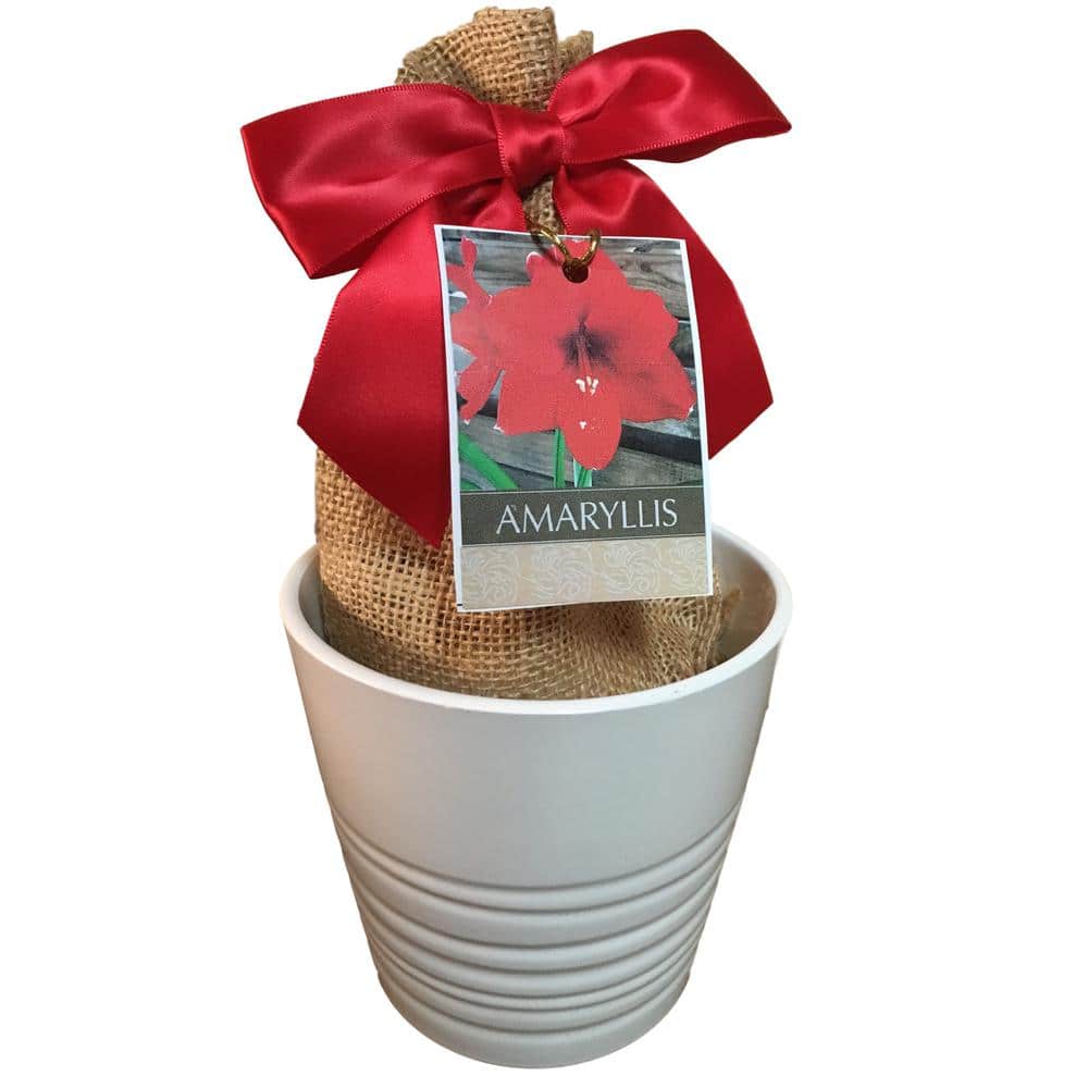Grand Prix Amaryllis White Ceramic Planting Kit