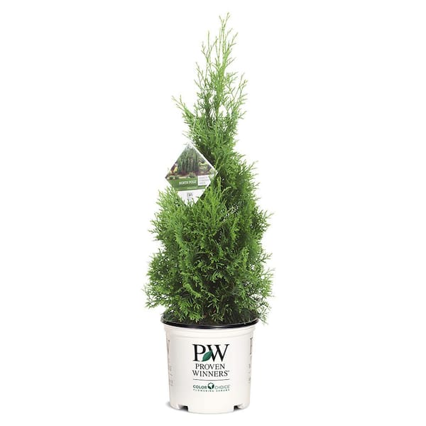 PROVEN WINNERS 2 Gal. Arborvitae North Pole Evergreen Shrub
